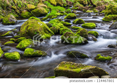 "Akita Prefecture" Mossy spring scenery of Mototakigawa River 114467801