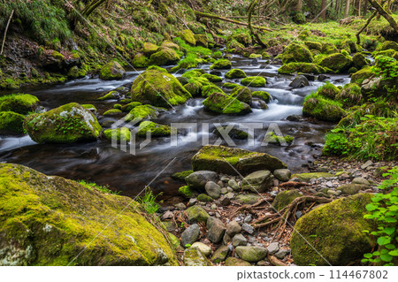 《秋田縣》苔蘚覆蓋的本瀧川的春天景色 114467802
