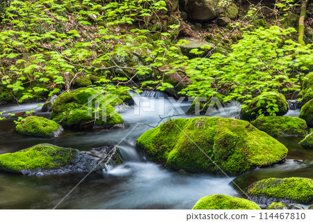 《秋田縣》苔蘚覆蓋的本瀧川的春天景色 114467810