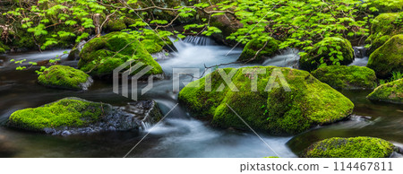 《秋田縣》苔蘚覆蓋的本瀧川的春天景色 114467811