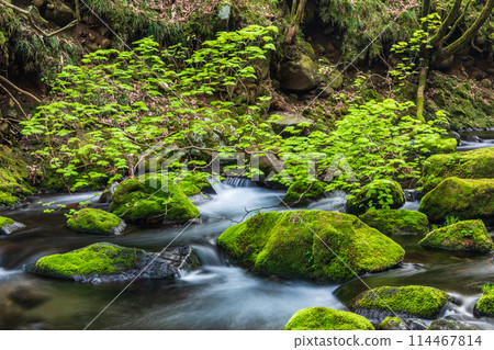《秋田縣》苔蘚覆蓋的本瀧川的春天景色 114467814