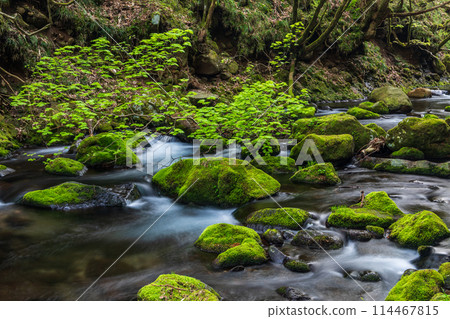 《秋田縣》苔蘚覆蓋的本瀧川的春天景色 114467815