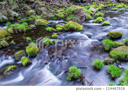 "Akita Prefecture" Mossy spring scenery of Mototakigawa River 114467816