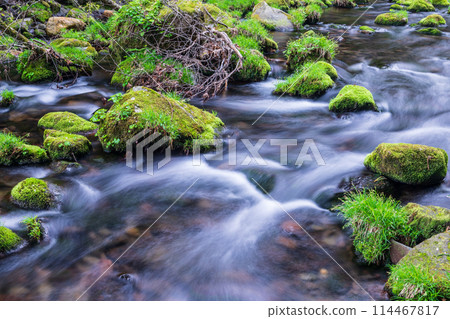 "Akita Prefecture" Mossy spring scenery of Mototakigawa River 114467817