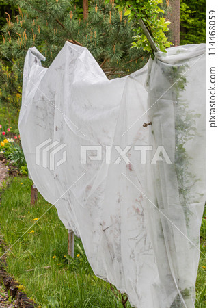 grapes in the spring under an agricultural film from frost 114468059