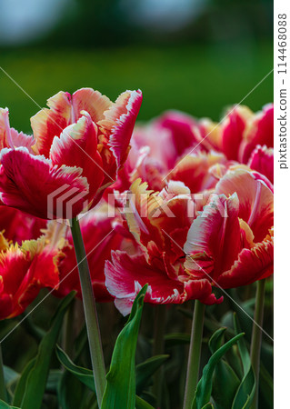 Tulips close up. Spring garden plants. Selective soft focus Tulips close up. Spring garden plants. Selective soft focus 114468088