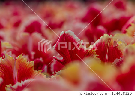 Tulips close up. Spring garden plants. Selective soft focus Tulips close up. Spring garden plants. Selective soft focus 114468120