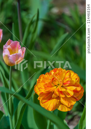 Orange tulip and pink yellow background in home garden 114468164
