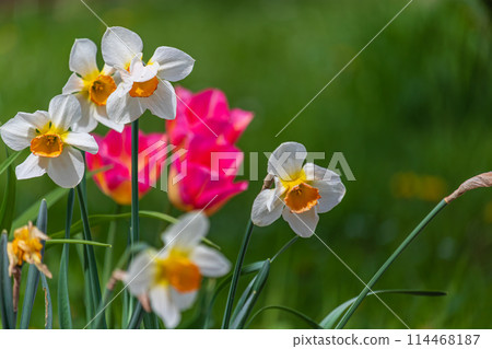 Five white daffodils in the garden Five white daffodils in the garden 114468187