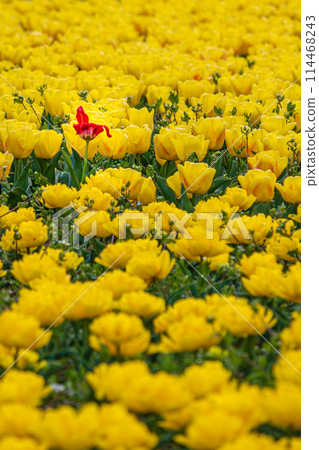 A small field of yellow tulips in spring 114468243