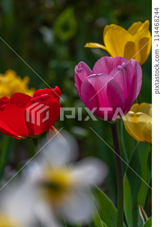 Red yellow and purple tulip in the garden 114468244