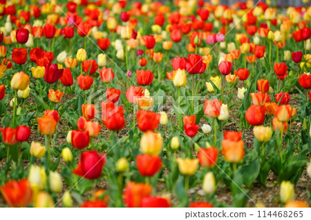  Colorful tulips 114468265