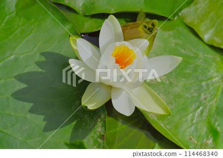 睡蓮開始開花 114468340