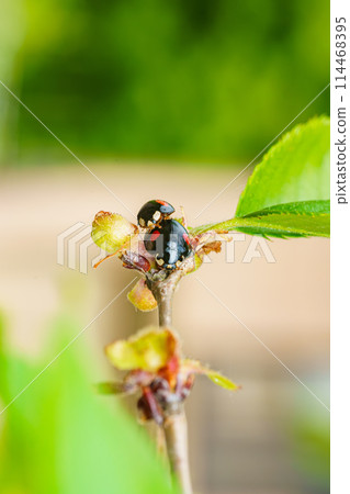 Ladybugs (Coccinellidae) mating Ladybugs (Coccinellidae) mating 114468395