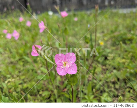 Yuge肖花 114468668