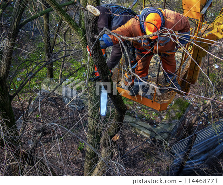 Municipal service workers stand with a chainsaw in a crane basket and trim dangerous trees 114468771