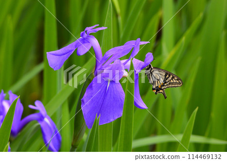 京都市大野澤 野生森若與燕尾蝶 114469132