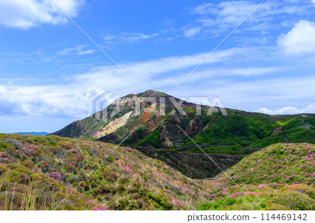 Mount Eboshi and Miyamakirishi flowers seen from the Aso Panorama Line Road (Road to Mount Aso's Nakadake and Aso Crater) 114469142