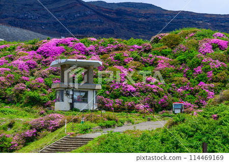 阿蘇山火山口入口、深山霧島花(阿蘇山中岳/通往阿蘇火山口的道路) 阿蘇山火山口入口、深山霧島花(阿蘇山中岳/通往阿蘇火山口的道路) 114469169