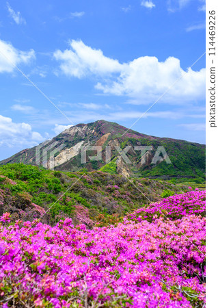 Mount Eboshi and Miyamakirishi flowers seen from the Aso Panorama Line Road (Road to Mount Aso's Nakadake and Aso Crater) 114469226