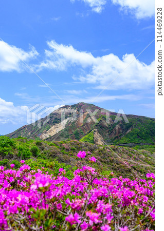 Mount Eboshi and Miyamakirishi flowers seen from the Aso Panorama Line Road (Road to Mount Aso's Nakadake and Aso Crater) 114469228