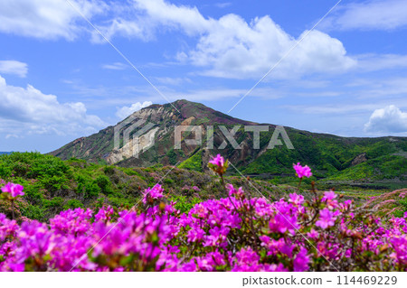 Mount Eboshi and Miyamakirishi flowers seen from the Aso Panorama Line Road (Road to Mount Aso's Nakadake and Aso Crater) 114469229
