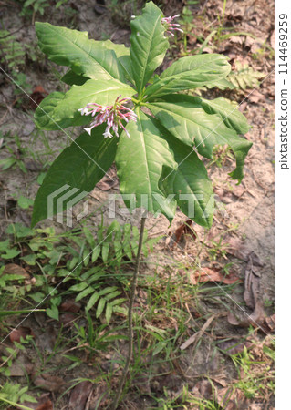 Indian snakeroot plant on jungle 114469259