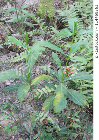 Indian snakeroot plant on jungle 114469263