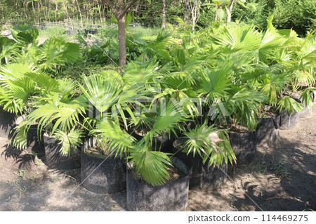 Licuala grandis plant on nursery 114469275