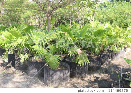 Licuala grandis plant on nursery Licuala grandis plant on nursery 114469276