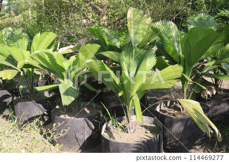 Licuala grandis plant on nursery Licuala grandis plant on nursery 114469277