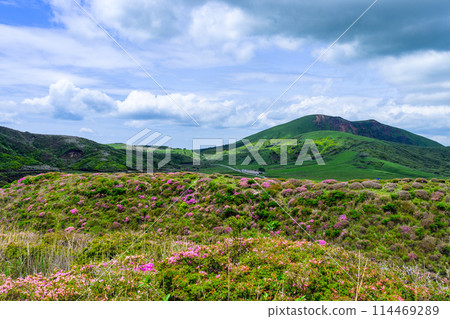 Miyamakirishi flowers stand out against the fresh greenery as seen from the Aso Panorama Line (the road to Mt. Aso Nakadake and the Aso Crater) 114469289