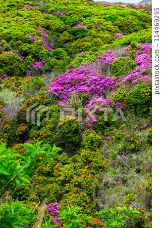 Miyamakirishi flowers stand out against the fresh greenery as seen from the Aso Panorama Line (the road to Mt. Aso Nakadake and the Aso Crater) Miyamakirishi flowers stand out against the fresh greenery as seen from the Aso Panorama Line (the road to Mt. Aso Nakadake and the Aso Crater) 114469295