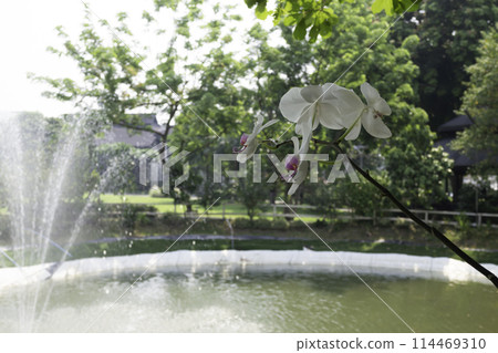Garden seats in a coffee cafe concept of relaxing 114469310