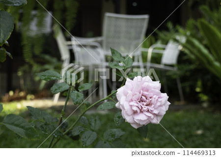 Garden seats in a coffee cafe concept of relaxing 114469313