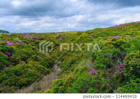 Miyamakirishi flowers stand out against the fresh greenery as seen from the Aso Panorama Line (the road to Mt. Aso Nakadake and the Aso Crater) Miyamakirishi flowers stand out against the fresh greenery as seen from the Aso Panorama Line (the road to Mt. Aso Nakadake and the Aso Crater) 114469410