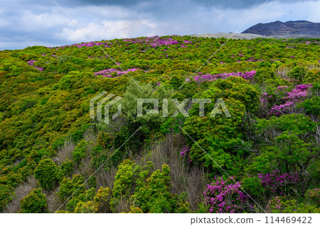 Miyamakirishi flowers stand out against the fresh greenery as seen from the Aso Panorama Line (the road to Mt. Aso Nakadake and the Aso Crater) Miyamakirishi flowers stand out against the fresh greenery as seen from the Aso Panorama Line (the road to Mt. Aso Nakadake and the Aso Crater) 114469422