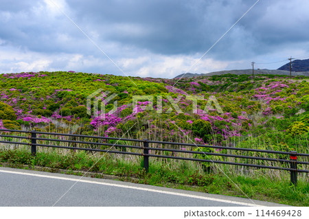 Miyamakirishi flowers stand out against the fresh greenery as seen from the Aso Panorama Line (the road to Mt. Aso Nakadake and the Aso Crater) 114469428