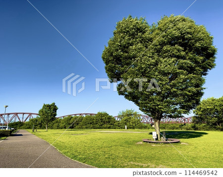 Heart type tree 114469542