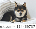 A Shiba Inu smiling gently on the futon 114469737