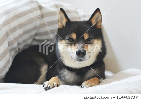 柴犬在蒲團上平靜地微笑 114469737