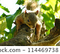 Squirrel clinging to a tree 114469738