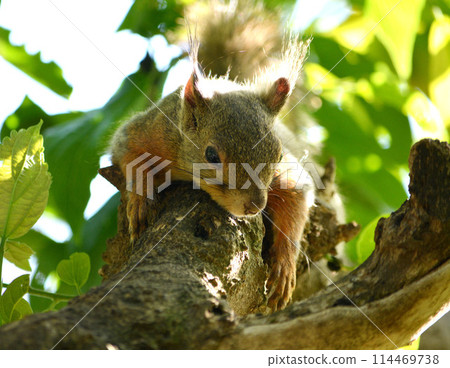 松鼠緊抓一棵樹 114469738