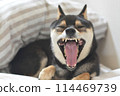 A Shiba Inu yawning with its mouth wide open in bed 114469739