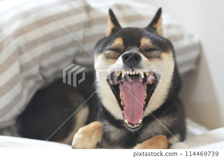 柴犬睡在蒲團裡，張著嘴打哈欠 114469739