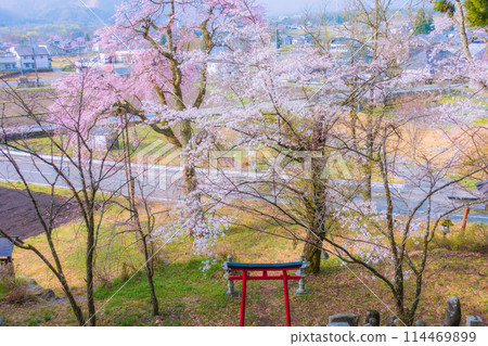 從電教山俯視櫻花【北安地區白馬村】 從電教山俯視櫻花【北安地區白馬村】 114469899