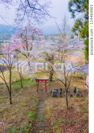從電教山俯視櫻花【北安地區白馬村】 從電教山俯視櫻花【北安地區白馬村】 114469901
