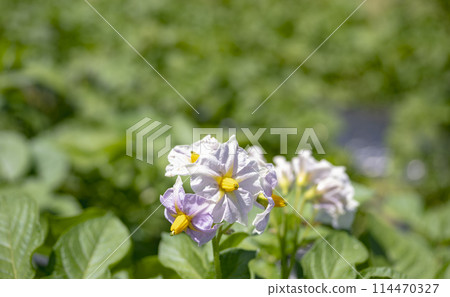Potato flowers Potato flowers 114470327