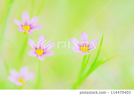 可愛的花園鳶尾花在田野裡綻放 114470403