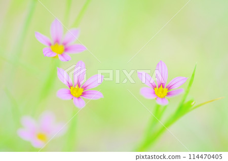 可愛的花園鳶尾花在田野裡綻放 114470405